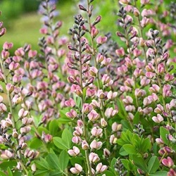 Baptisia 'Pink Truffles'