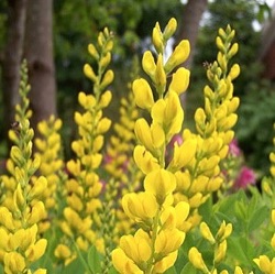 Baptisia sphaerocarpa (B. viridis)