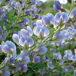 Baptisia x bicolor 'Starlite Prairieblues'™