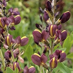 Baptisia x variicolor 'Twilite Prairieblues'™