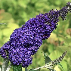 Buddleja davidii ADONIS BLUE = 'Adokeep' ®