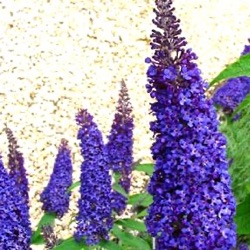 Buddleja davidii 'Blue Horizon'