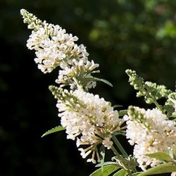 Buddleja davidii 'Dreaming White'