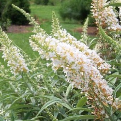 Buddleja davidii 'White Ball'