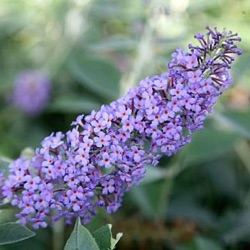 Buddleja 'Lochinch'