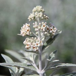 Buddleja Silver Anniversary = 'Morning Mist' ®