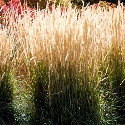 Calamagrostis x acutiflora 'Karl Foerster'