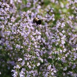 Calamintha nepeta subsp. nepeta