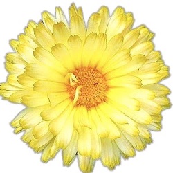 Calendula officinalis 'Lemon Beauty'