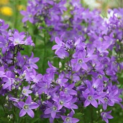 Campanula lactiflora 'Prichard's Variety'