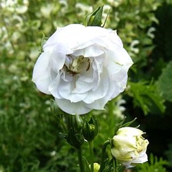 Campanula persicifolia 'La Bello' ®