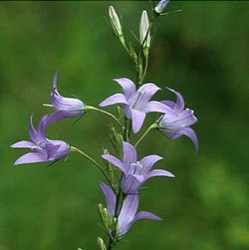 Campanula rapunculus