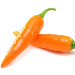 Capsicum annuum 'Bulgarian Carrot'