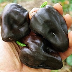 Capsicum annuum 'Chiluacle Negro'