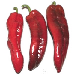 Capsicum annuum 'Dulce d'España'