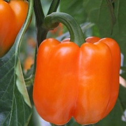 Capsicum annuum 'Llyn F1'