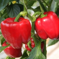 Capsicum annuum 'Olly F1'