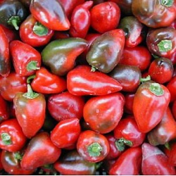 Capsicum annuum 'Pimento'