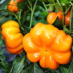 Capsicum annuum 'Topepo Giallo'