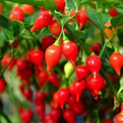 Capsicum chinense 'Biquinho Red'