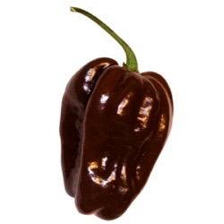 Capsicum chinense 'Habanero Chocolate'