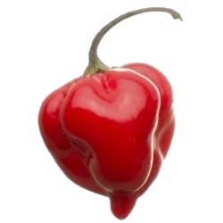 Capsicum chinense 'Habanero Red Savina'