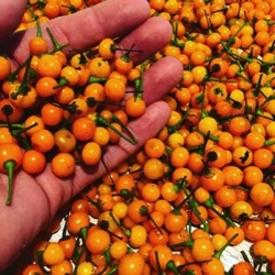 Capsicum frutescens 'Aji Charapita'