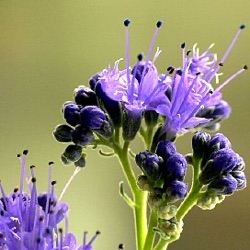 Caryopteris x clandonensis 'Heavenly Blue'