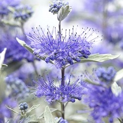 Caryopteris x clandonensis Sterling Silver = 'Lissilv'