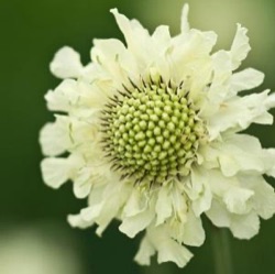 Cephalaria gigantea