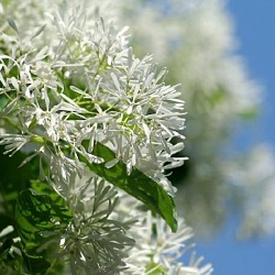 Chionanthus retusus