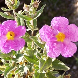 Cistus albidus