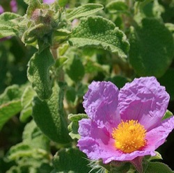 Cistus creticus (extra grote pot)