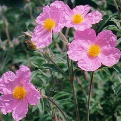 Cistus incanus subsp. tauricus