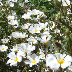 Cistus monspeliensis