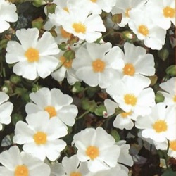 Cistus salviifolius