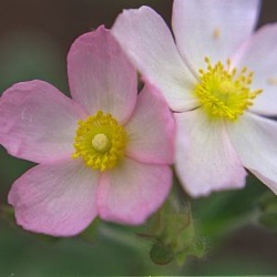 Cistus x lenis 'Grayswood Pink' (nog groter)