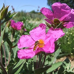 Cistus x pulverulentus 'Sunset' (nog groter)