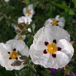 Cistus x purpureus 'Alan Fradd' (nog groter)