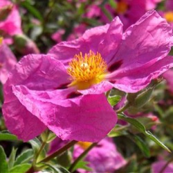 Cistus x purpureus 'Betty Taudevin' (nog groter)