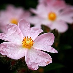 Cistus x skanbergii ( C. monspeliensis x C. parviflorus)