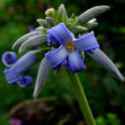 Clematis 'Côte d'Azur'