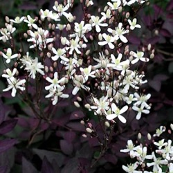 Clematis recta 'Velvet Night'