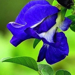 Clitoria ternatea 'Double Blue'
