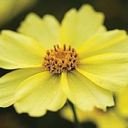 Coreopsis 'Full Moon' ®