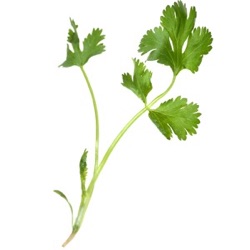 Coriandrum sativum 'Calypso'