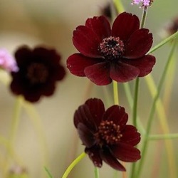 Cosmos atrosanguineus 'Chocamocha'