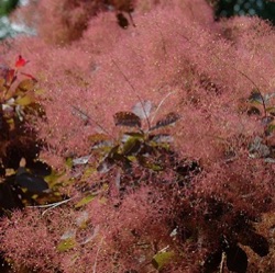 Cotinus coggygria 'Royal Purple'