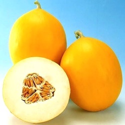 Cucumis melo 'Timon' F1 