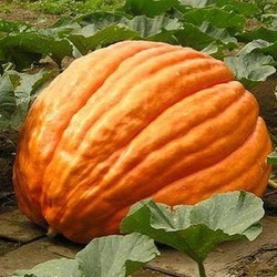 Cucurbita maxima 'Big Max'